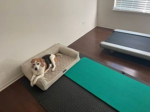 treadmill mat