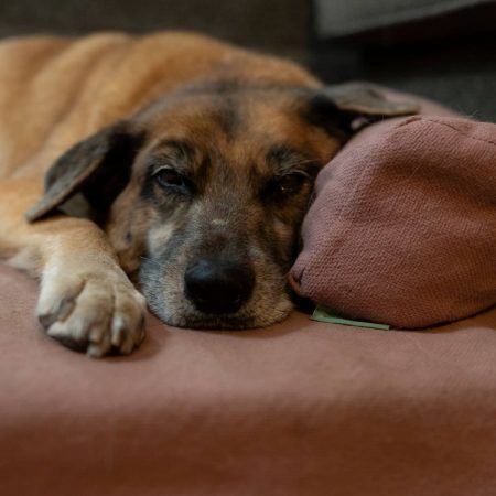 The 5 Best Mattresses for back pain: Our Expert Recommendations this 2025 No more back pain
